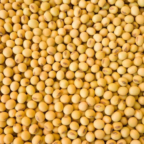 Yellow Soyabean